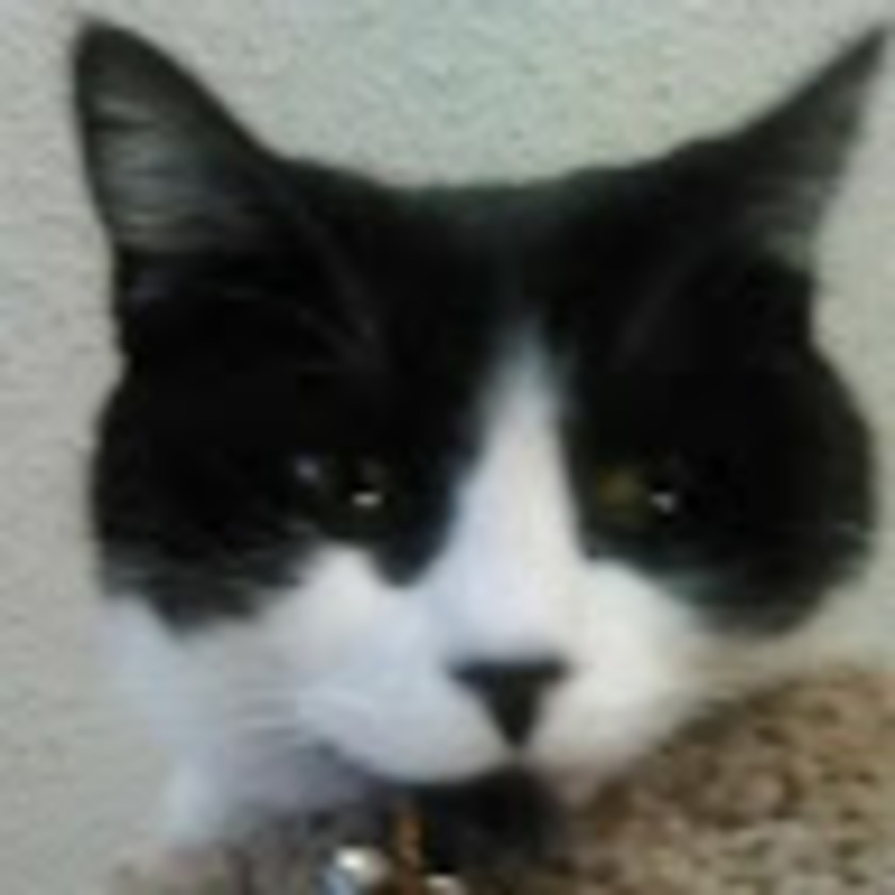 Meet your Posher, Laura